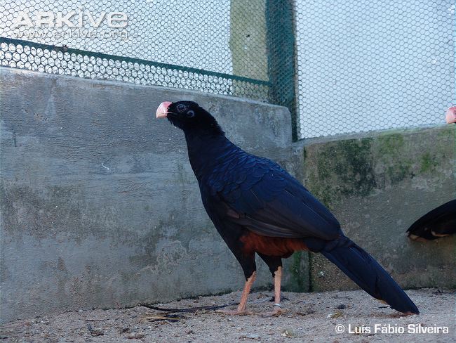 Pretty Alagoas curassow