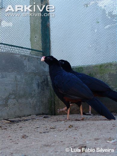 Pretty Alagoas curassow