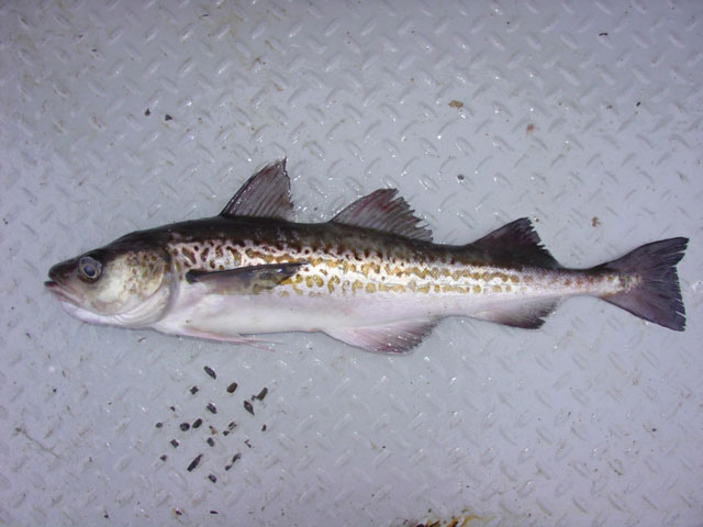 Alaska pollock