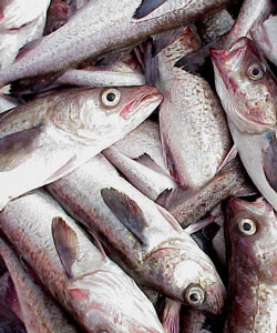Pretty Alaska pollock