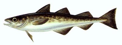 Pretty Alaska pollock