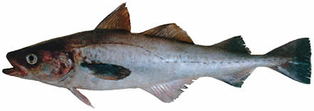 Pretty Alaska pollock