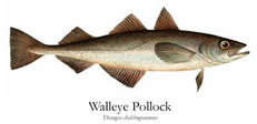 Pretty Alaska pollock