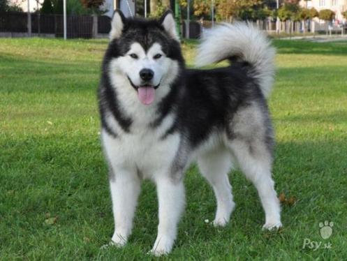 Alaskan Malamute - Dog Breed