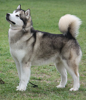 Cool Alaskan Malamute - Dog Breed