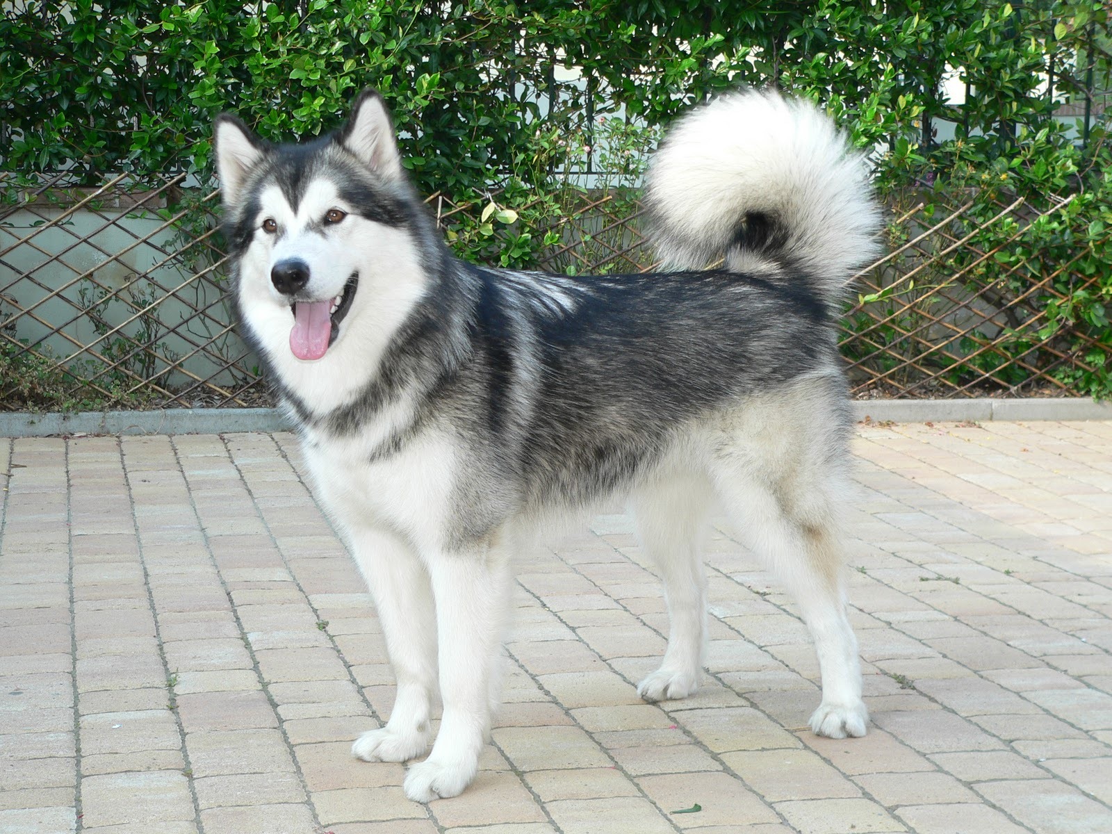 Pretty Alaskan Malamute - Dog Breed