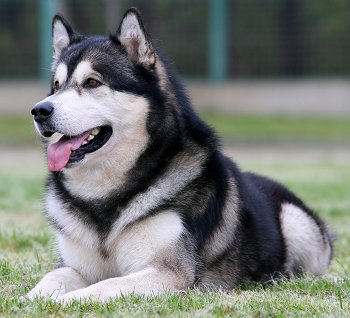 Photo Alaskan Malamute - Dog Breed