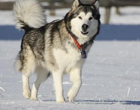 Alaskan Malamute - Dog Breed wallpaper