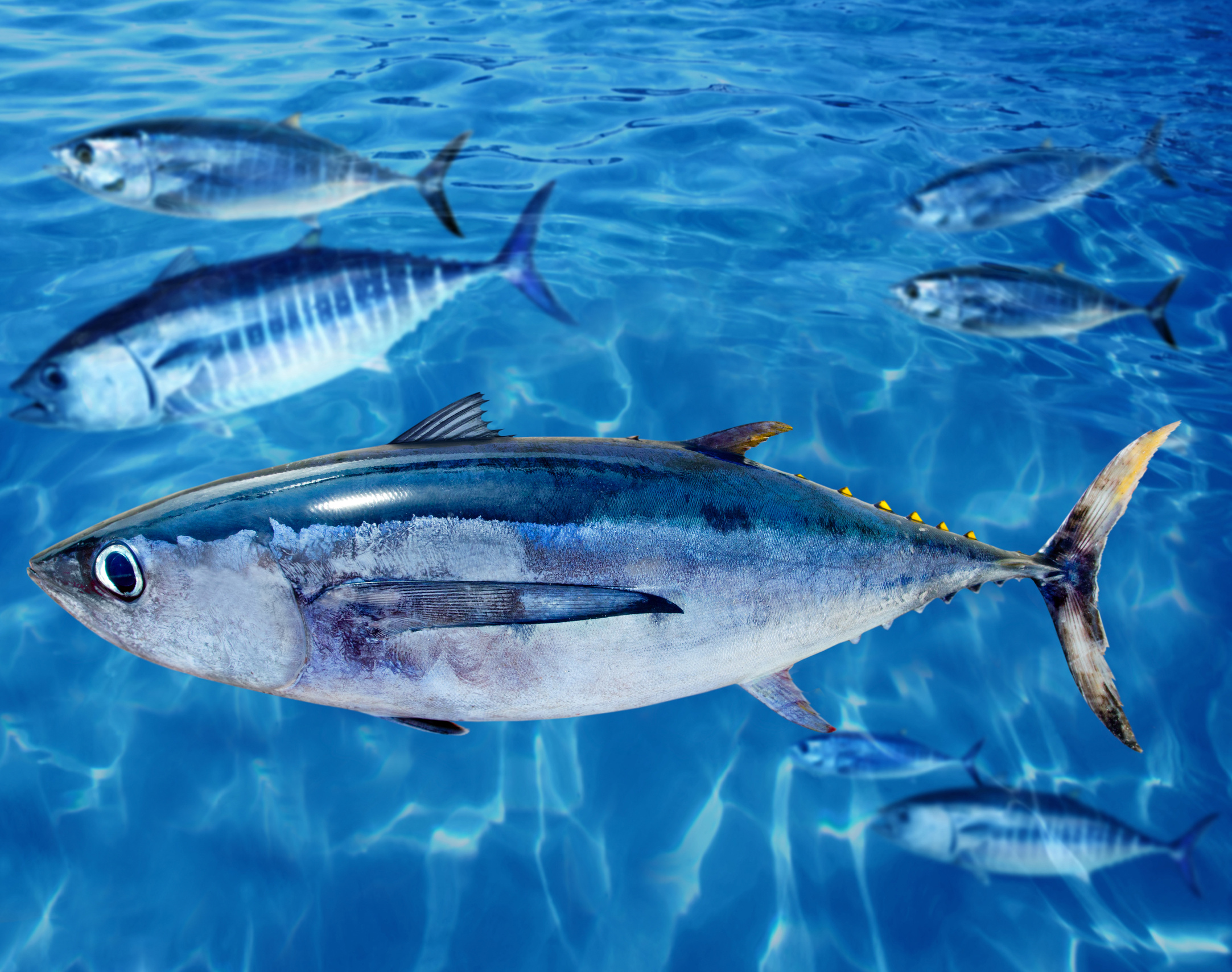 Albacore