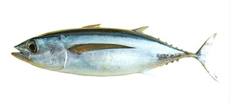 Pretty Albacore