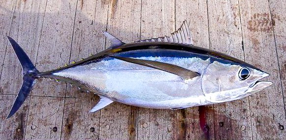Pretty Albacore