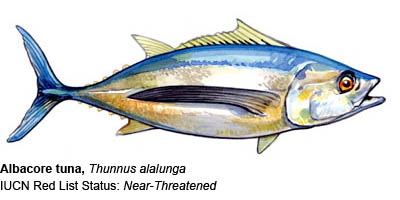 Pretty Albacore