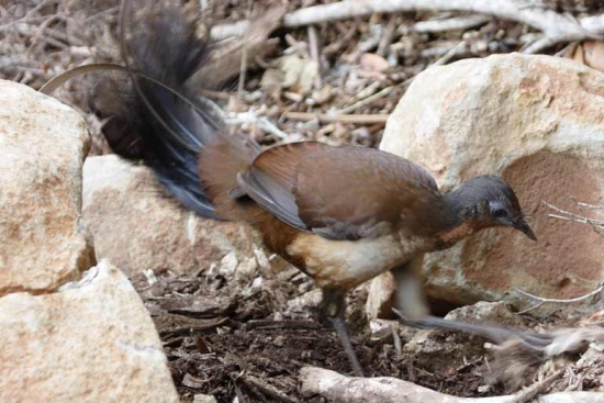 Albert’s lyrebird