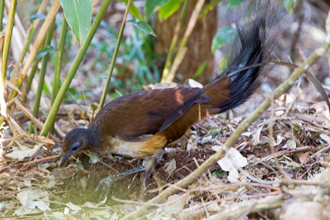 Pretty Albert’s lyrebird