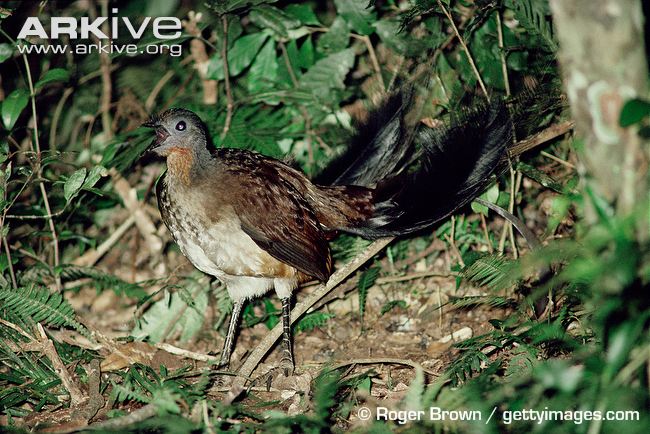 Pretty Albert’s lyrebird