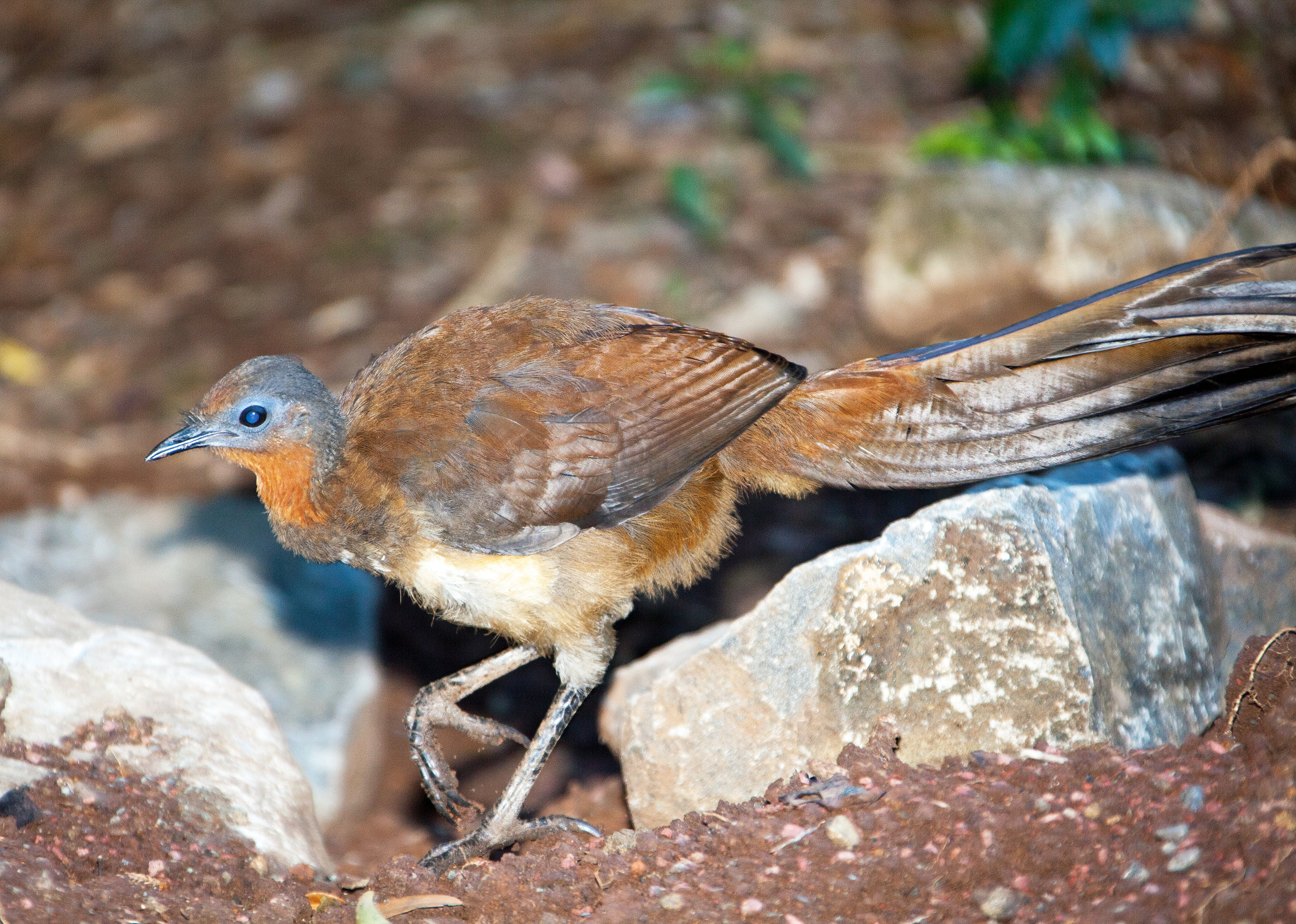 Pretty Albert’s lyrebird