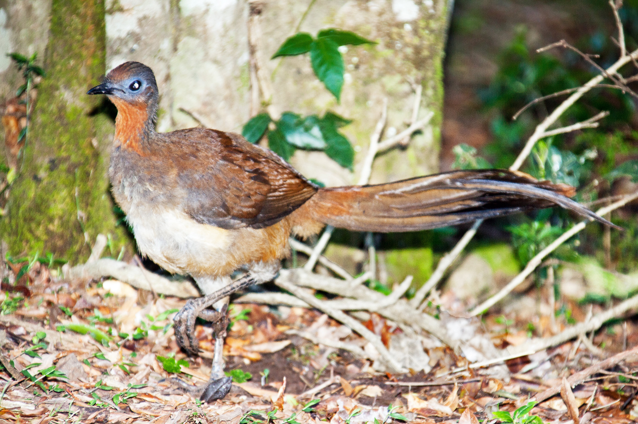 Pretty Albert’s lyrebird