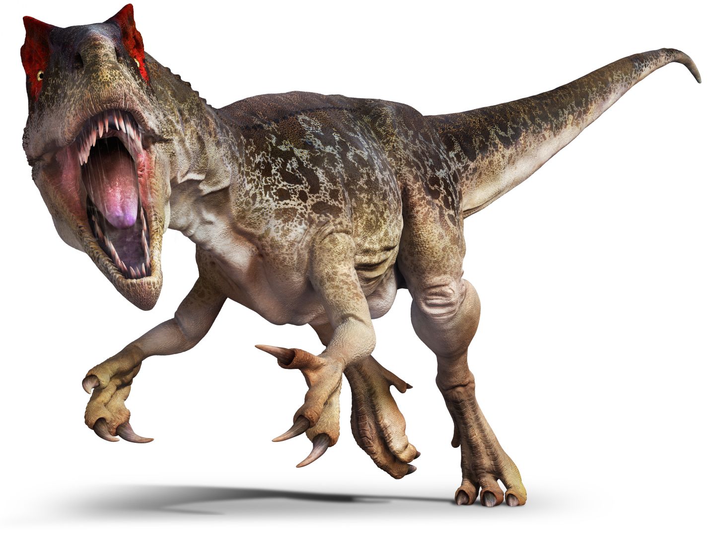 Cool Allosaurus