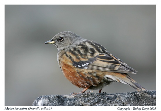 Alpine accentor