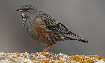 Pretty Alpine accentor