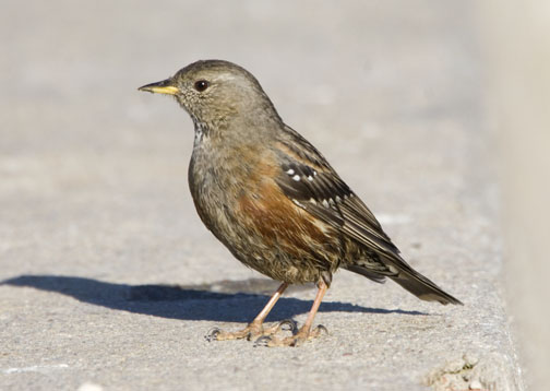 Pretty Alpine accentor