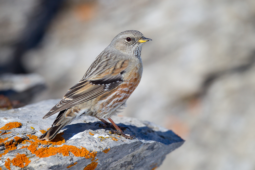 Pretty Alpine accentor
