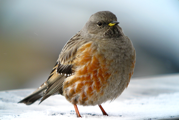 Pretty Alpine accentor