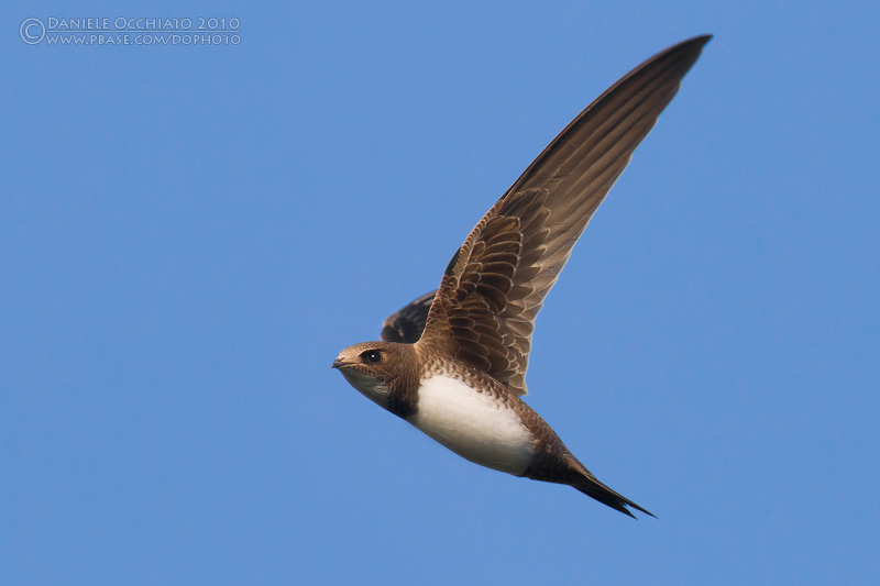 Alpine swift