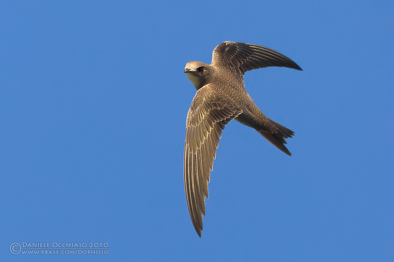 Pretty Alpine swift