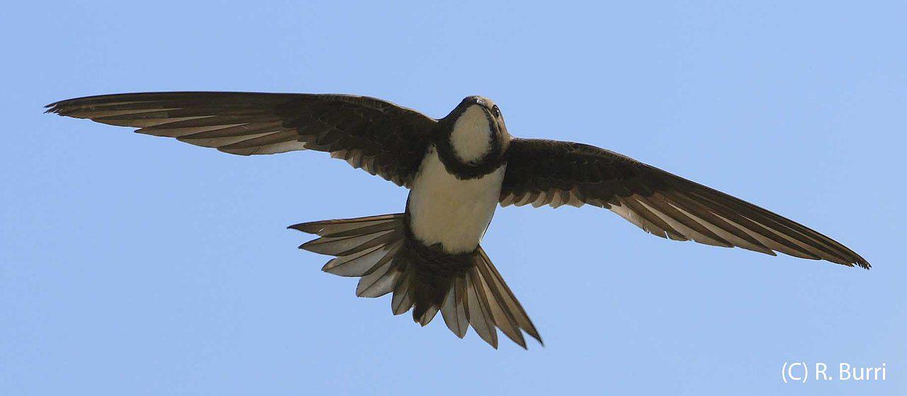 Pretty Alpine swift