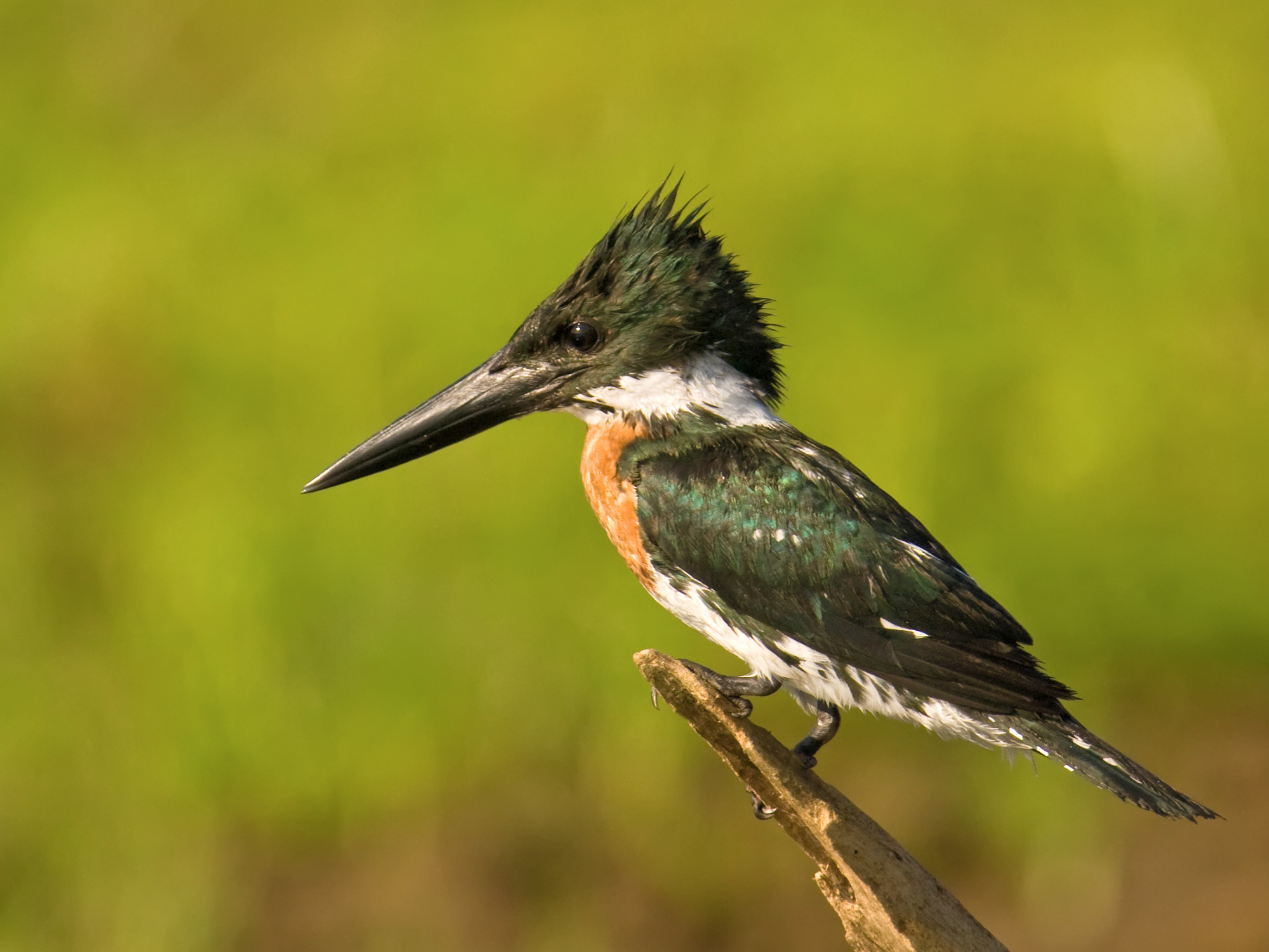 Amazon kingfisher