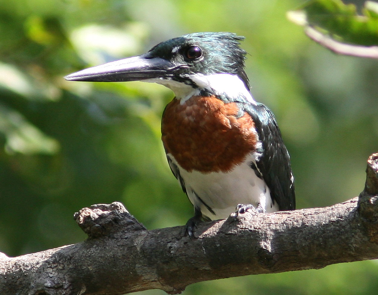 Pretty Amazon kingfisher