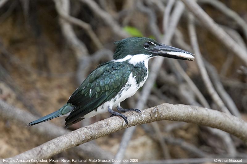 Pretty Amazon kingfisher