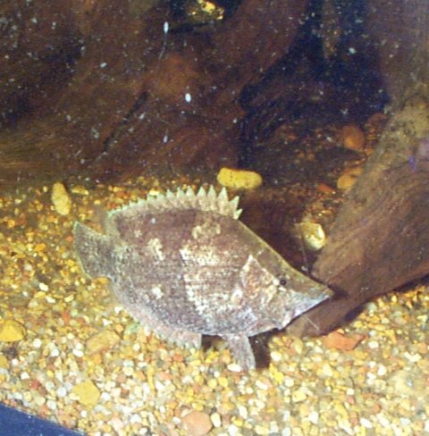 Pretty Amazon leaffish