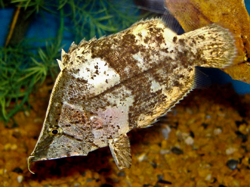 Pretty Amazon leaffish