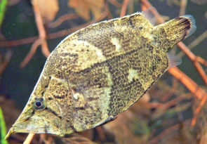 Pretty Amazon leaffish