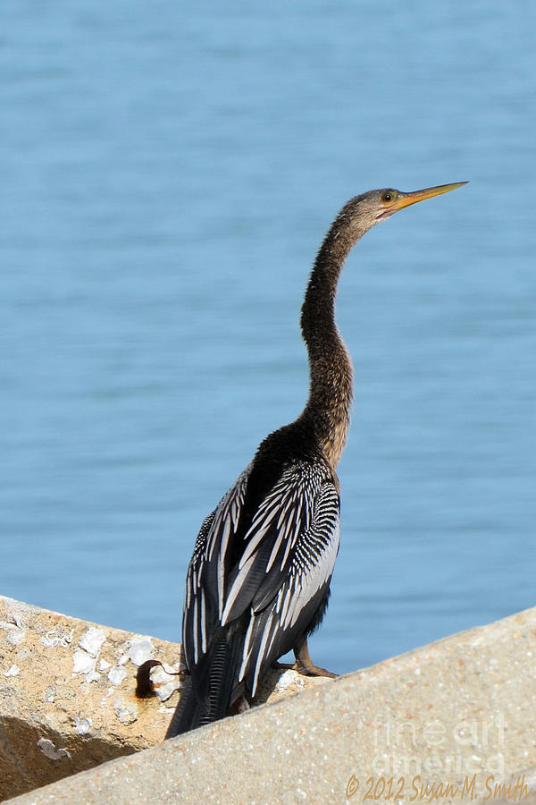 Pretty American anhinga