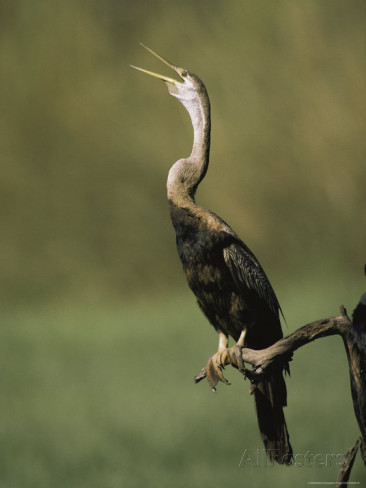 Pretty American anhinga