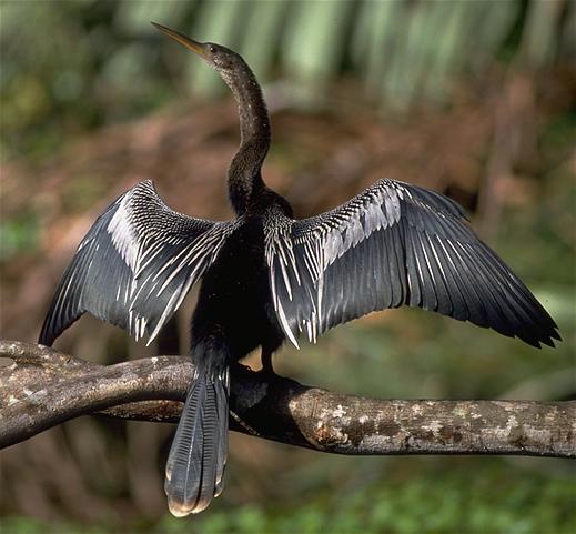 Pretty American anhinga