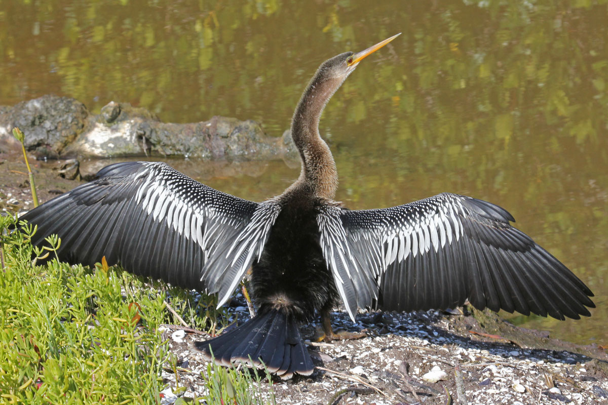 Pretty American anhinga