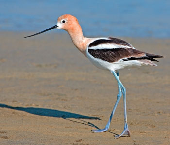 Pretty American avocet