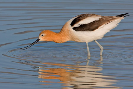 Pretty American avocet