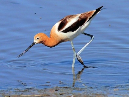 Pretty American avocet