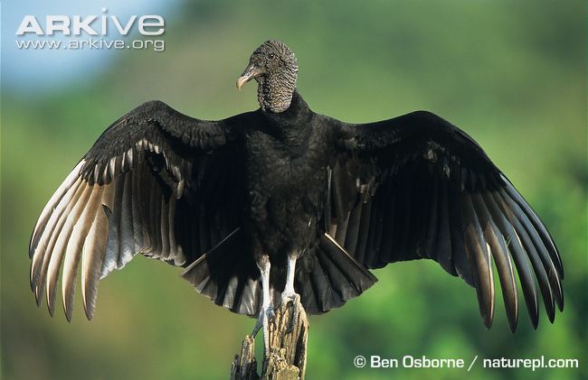 American black vulture