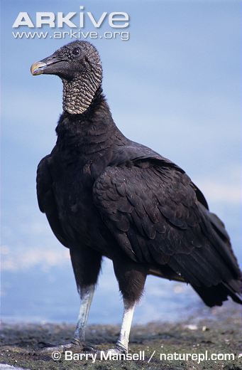 Pretty American black vulture