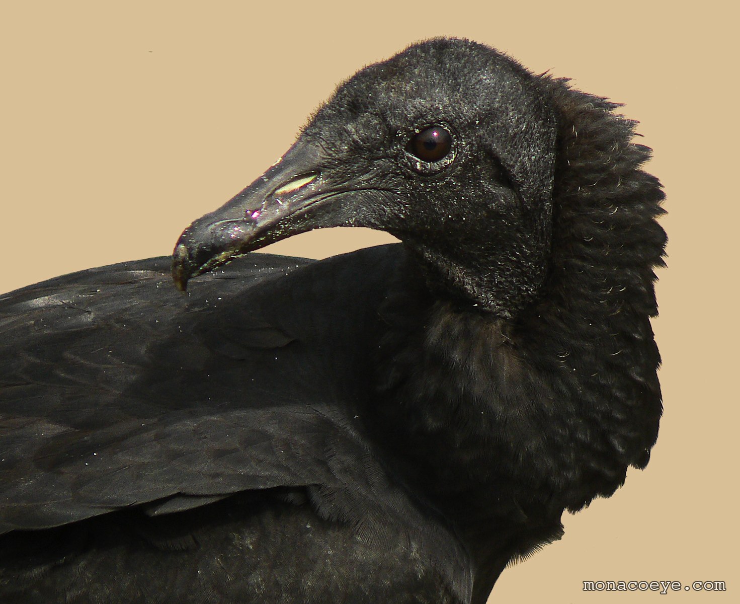 Pretty American black vulture