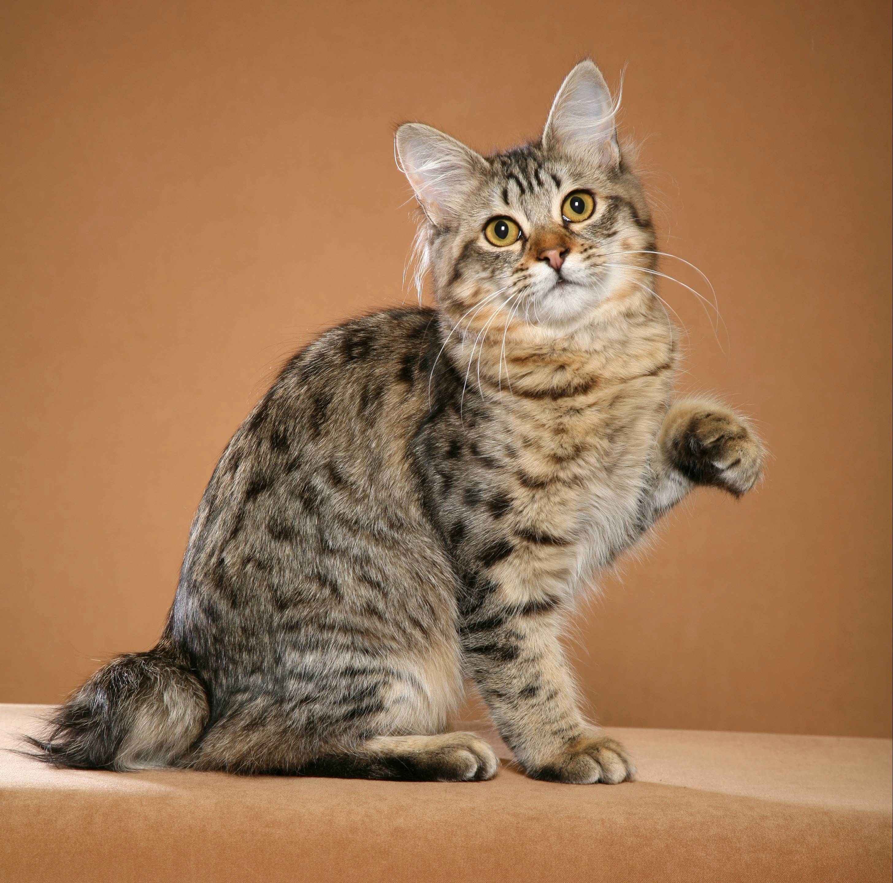 Nice American Bobtail - Cat Breed