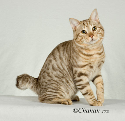 Cool American Bobtail - Cat Breed