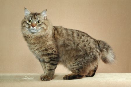 Pretty American Bobtail - Cat Breed