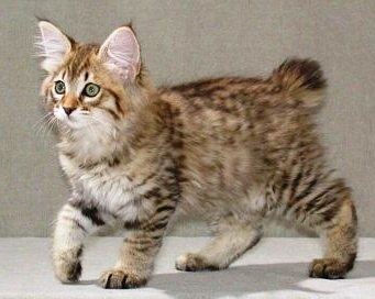 Photo American Bobtail - Cat Breed